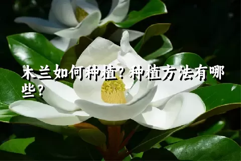 木兰如何种植？种植方法有哪些？