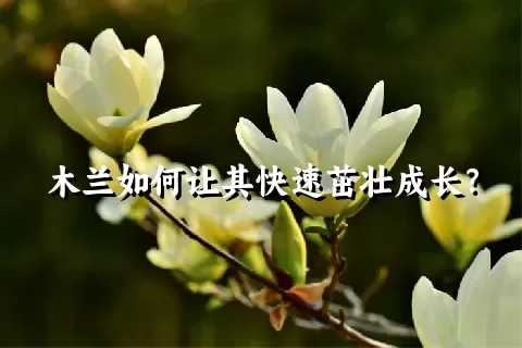 木兰如何让其快速茁壮成长？