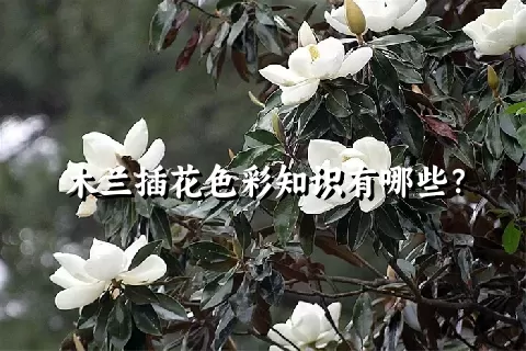 木兰插花色彩知识有哪些？