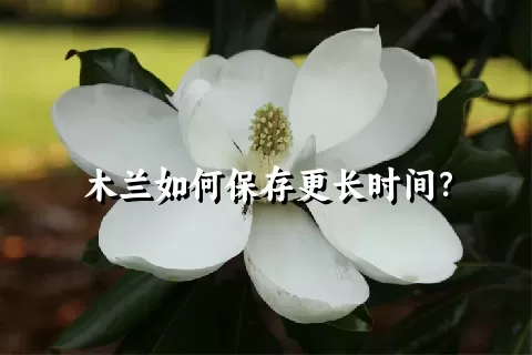 木兰如何保存更长时间？