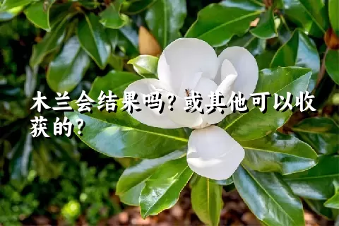 木兰会结果吗？或其他可以收获的？