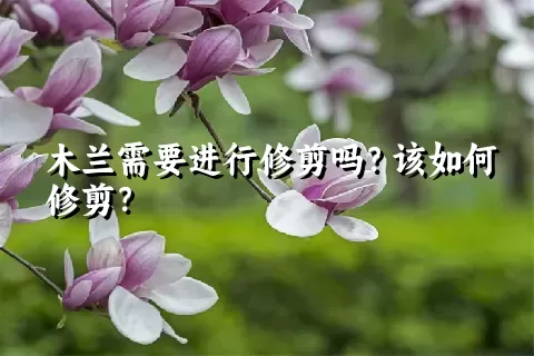 木兰需要进行修剪吗？该如何修剪？