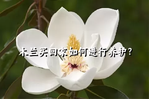 木兰买回家如何进行养护？