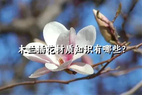 木兰插花材质知识有哪些？