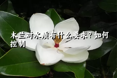 木兰对水质有什么要求？如何控制