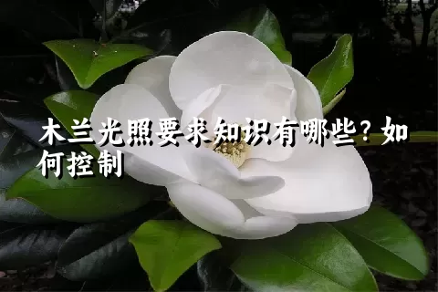 木兰光照要求知识有哪些？如何控制