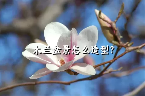 木兰盆景怎么造型？