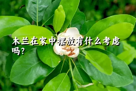 木兰在家中摆放有什么考虑吗？