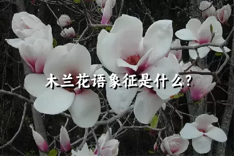 木兰花语象征是什么？