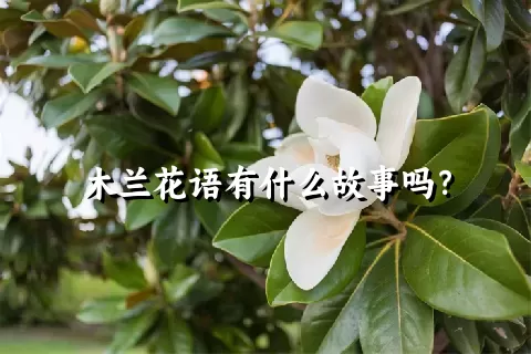 木兰花语有什么故事吗？