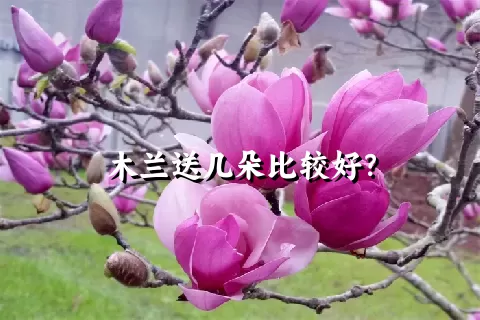 木兰送几朵比较好？