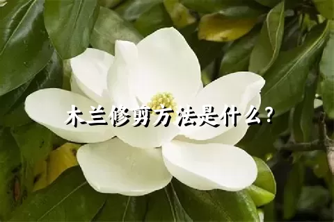 木兰修剪方法是什么？