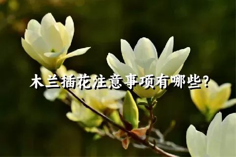 木兰插花注意事项有哪些？