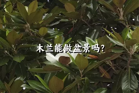 木兰能做盆景吗？