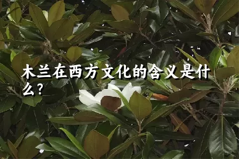 木兰在西方文化的含义是什么？