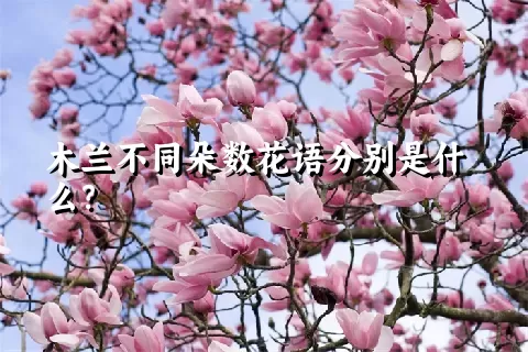 木兰不同朵数花语分别是什么？