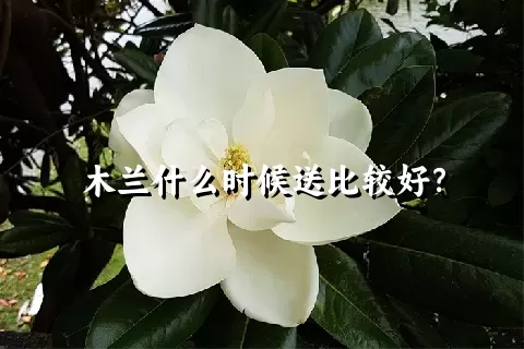 木兰什么时候送比较好？