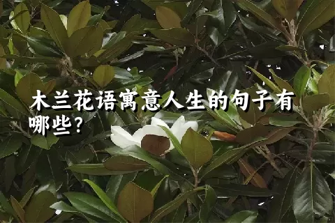 木兰花语寓意人生的句子有哪些？