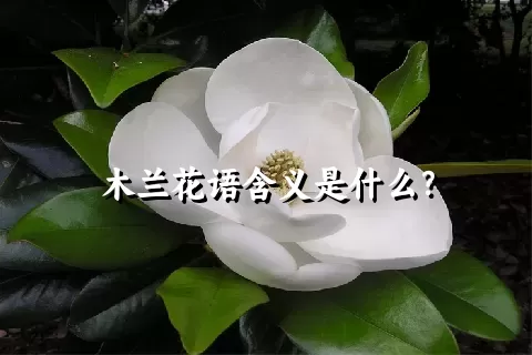 木兰花语含义是什么？