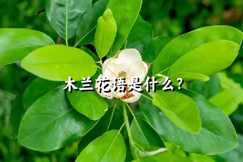 木兰花语是什么？