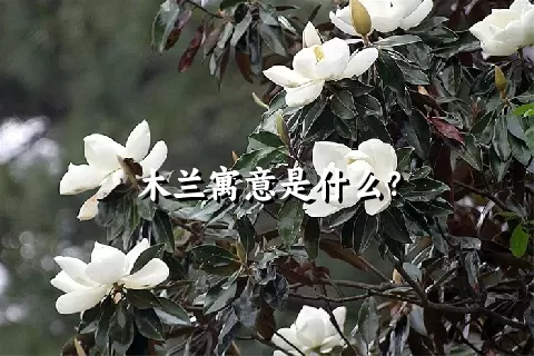 木兰寓意是什么？