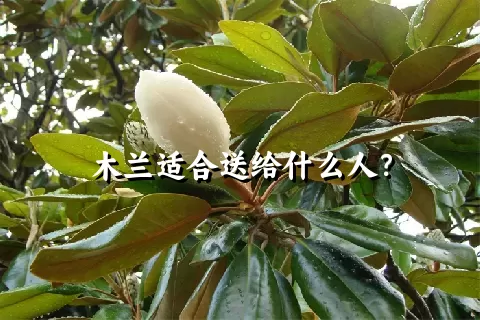 木兰适合送给什么人？