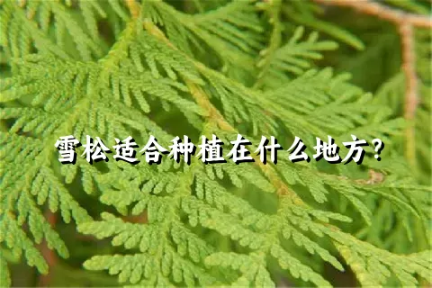 雪松适合种植在什么地方？