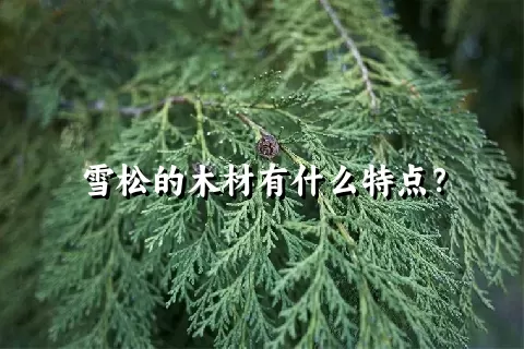 雪松的木材有什么特点？