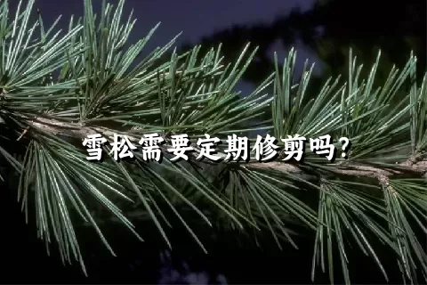 雪松需要定期修剪吗？