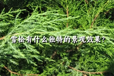 雪松有什么独特的景观效果？