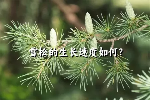 雪松的生长速度如何？