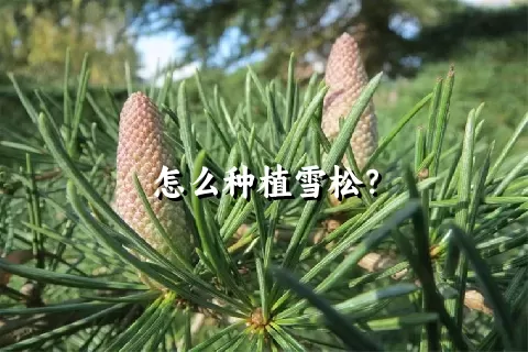 怎么种植雪松？