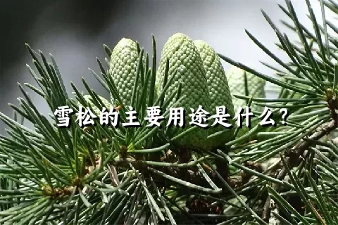 雪松的主要用途是什么？