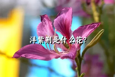 洋紫荆是什么花？