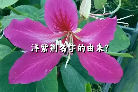 洋紫荆名字的由来？