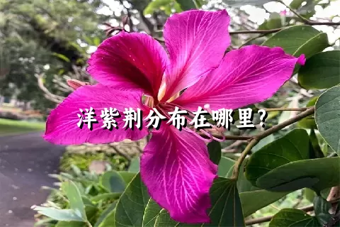 洋紫荆分布在哪里?