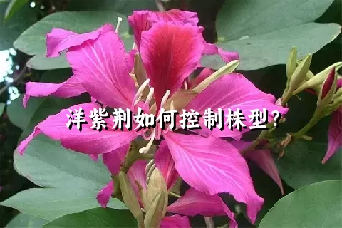 洋紫荆如何控制株型？