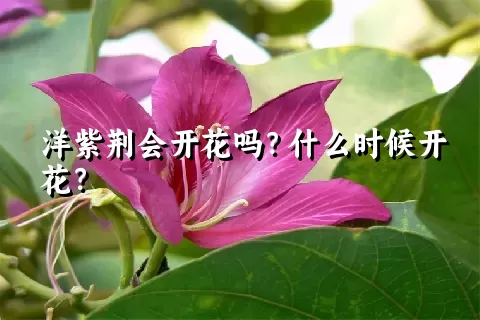 洋紫荆会开花吗？什么时候开花？