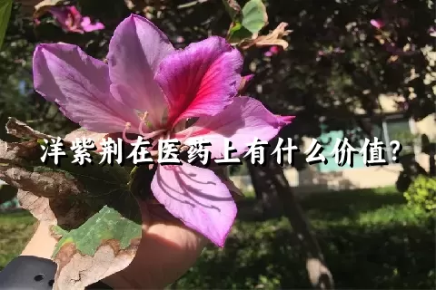 洋紫荆在医药上有什么价值？