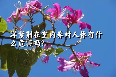 洋紫荆在室内养对人体有什么危害吗？