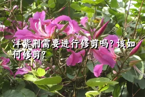 洋紫荆需要进行修剪吗？该如何修剪？