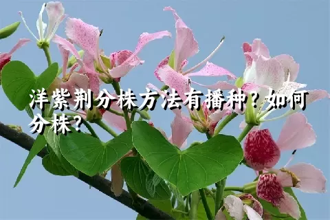 洋紫荆分株方法有播种？如何分株？