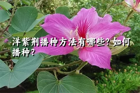 洋紫荆播种方法有哪些？如何播种？