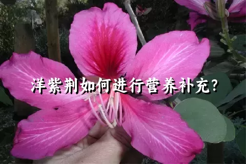 洋紫荆如何进行营养补充？