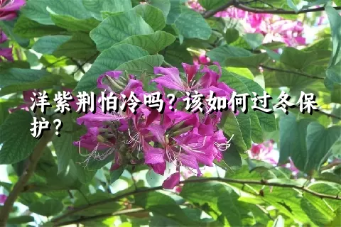 洋紫荆怕冷吗？该如何过冬保护？