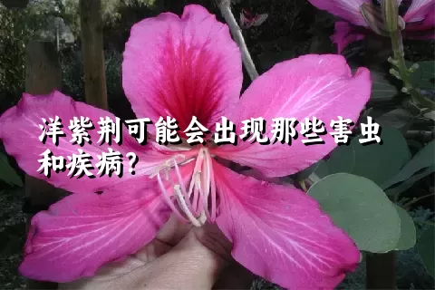 洋紫荆可能会出现那些害虫和疾病？