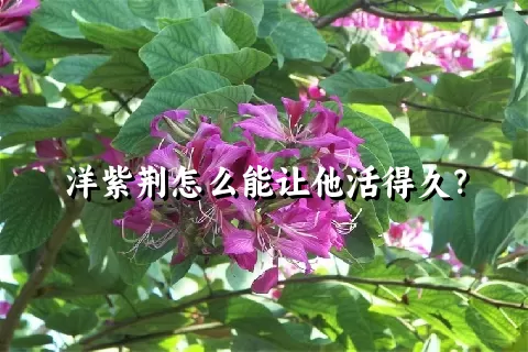 洋紫荆怎么能让他活得久？