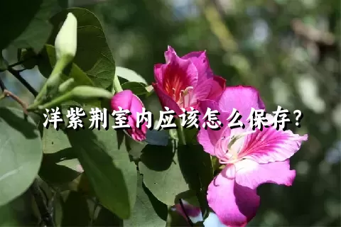 洋紫荆室内应该怎么保存？