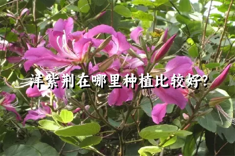 洋紫荆在哪里种植比较好？