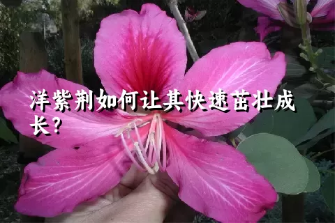 洋紫荆如何让其快速茁壮成长？